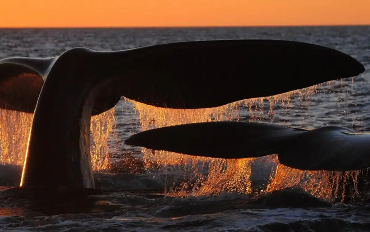 Ballenas y Tulipanes