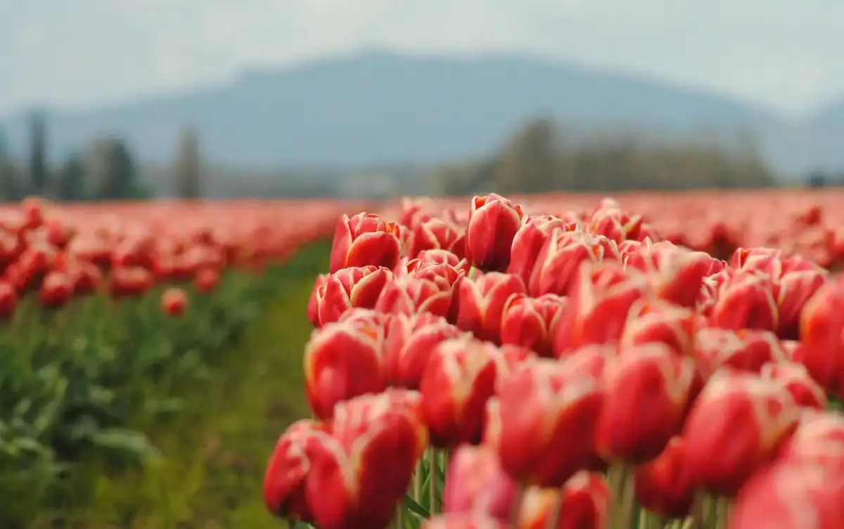 Bariloche y Tulipanes