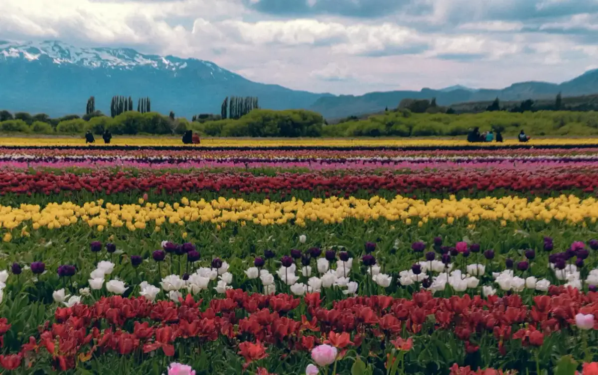 Campo de Tulipanes y Bariloche