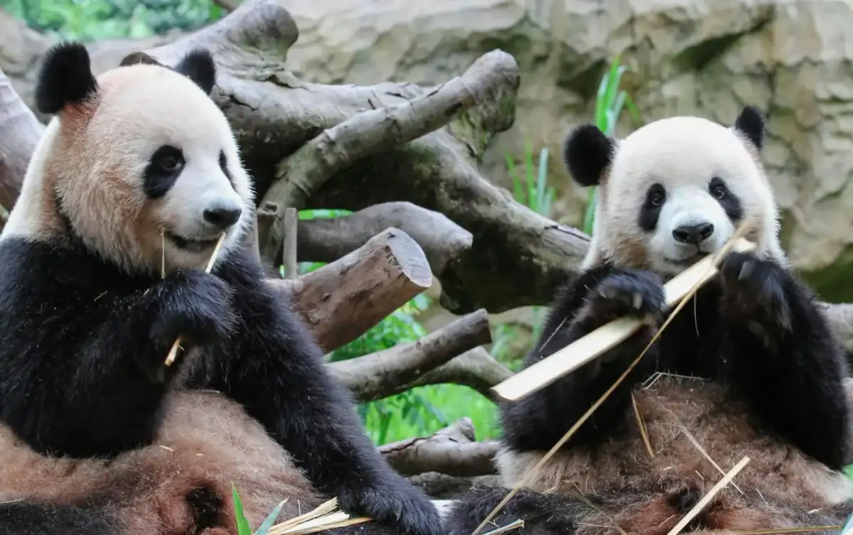 China Esencial: Historia, Cultura y Osos Panda
