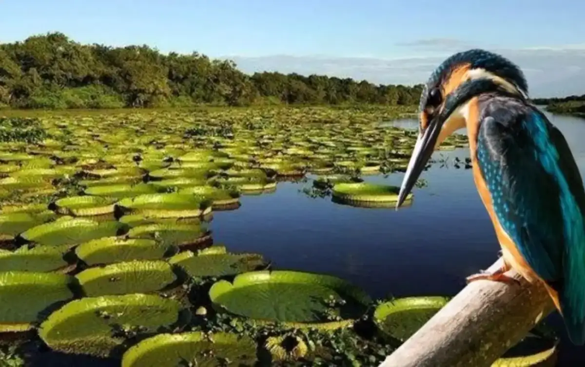 Paquete a Esteros del Iberá