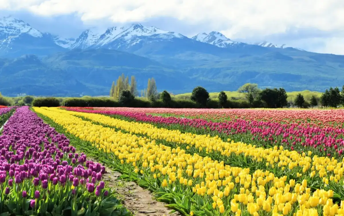 Patagonia Norte con Tulipanes - Salida Grupal