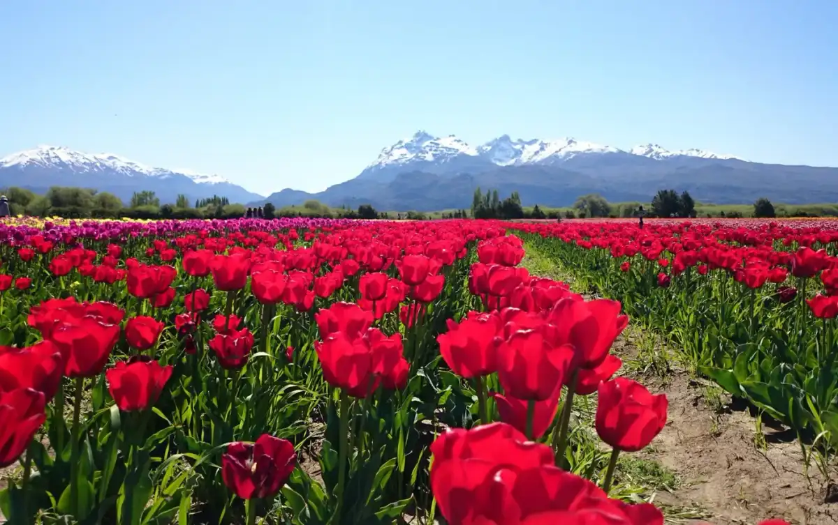 Tulipanes Patagónicos